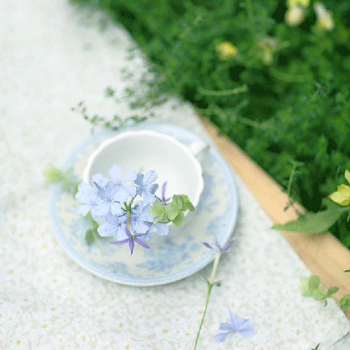 シフォンケーキ